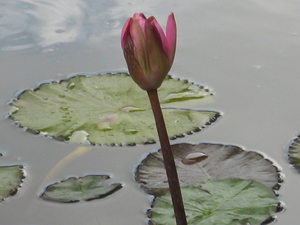 Water Lily in Moir Gardens, Poipu Beach, Kauai