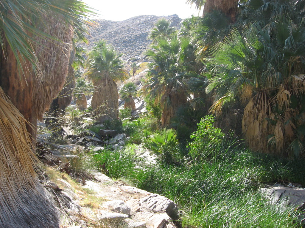 Palm Canyon, Palm Springs, California