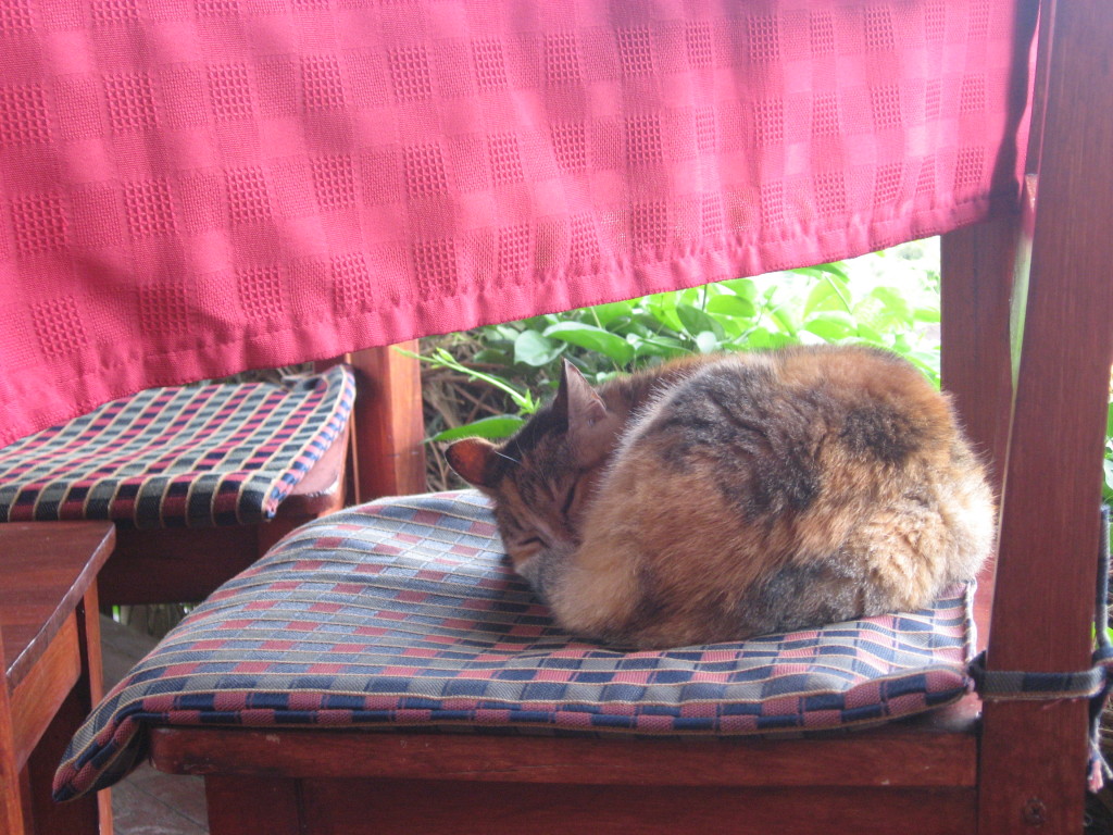 Cat at Tom's Pan German Bakery, Nuevo Arenal, Costa Rica