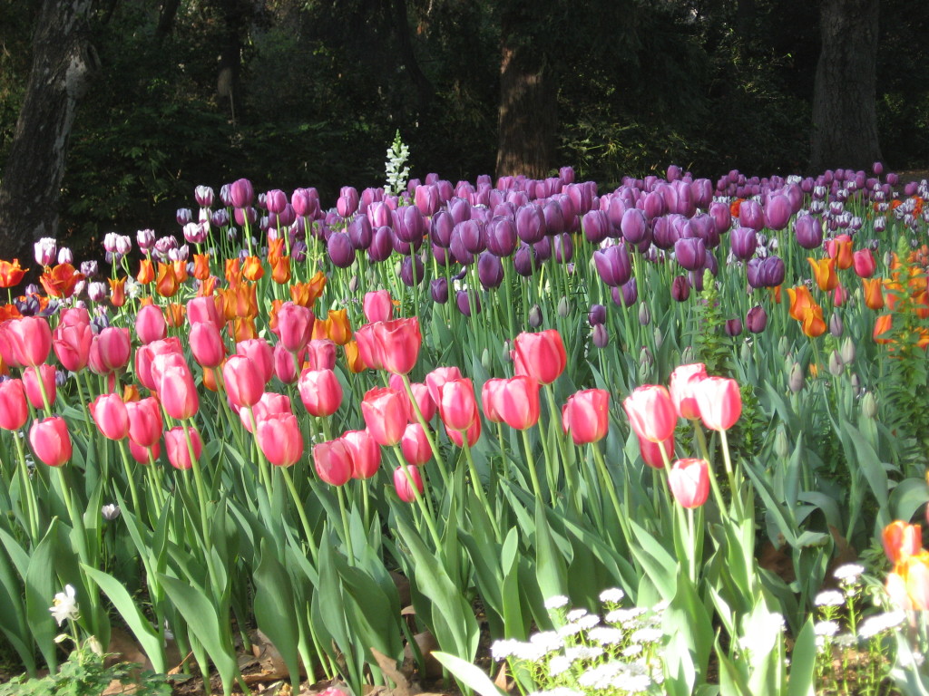 Tulips, Descanso Gardens, La Cañada, California